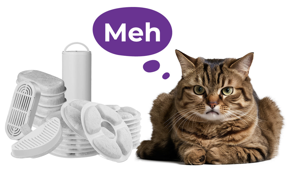Cat beside bunch of fountain filters say