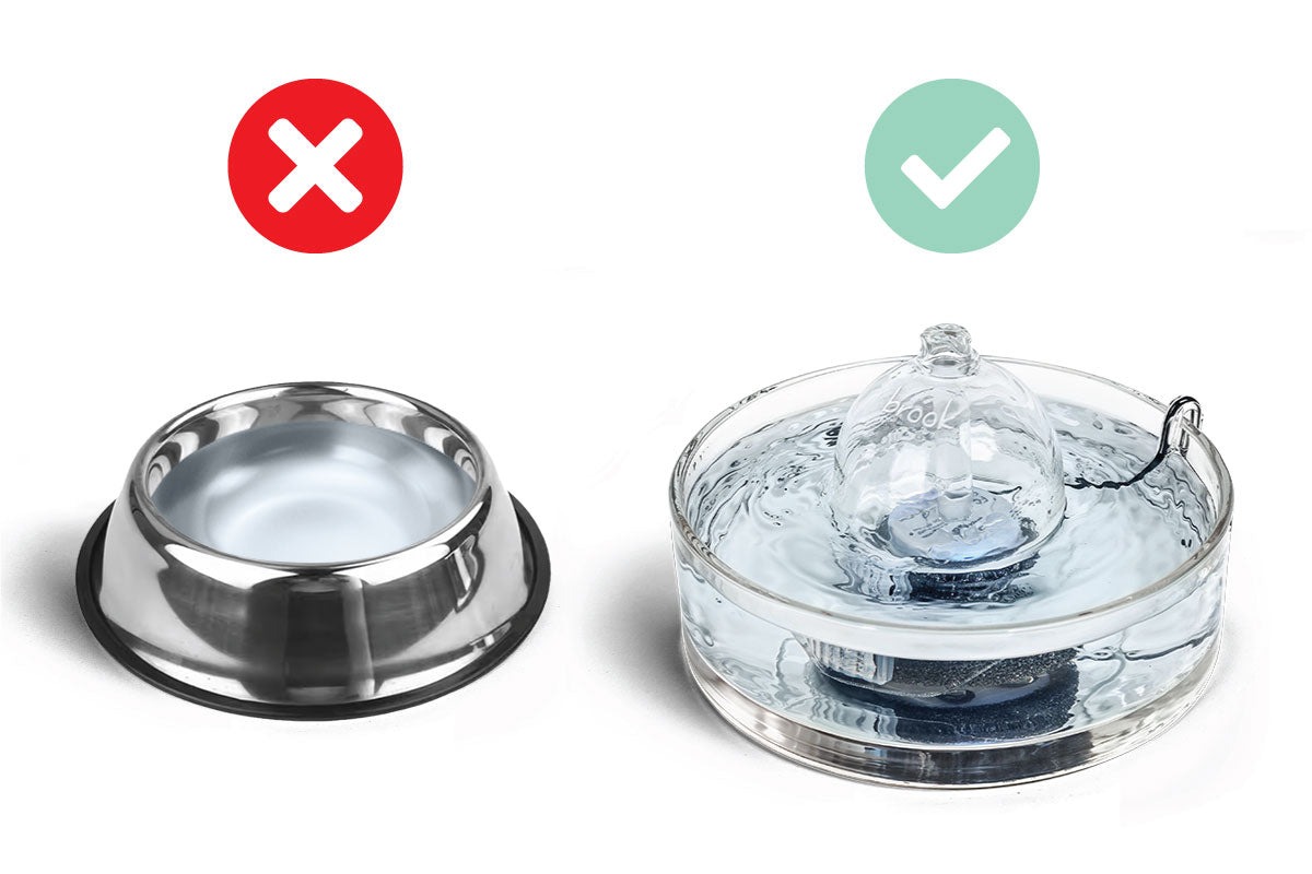 Why You Must Get a Cat Fountain