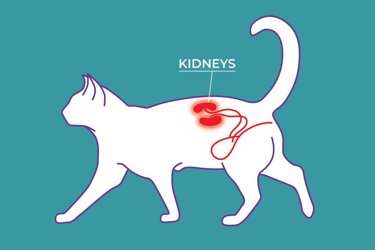 Cat with Chronic Kidney Disease