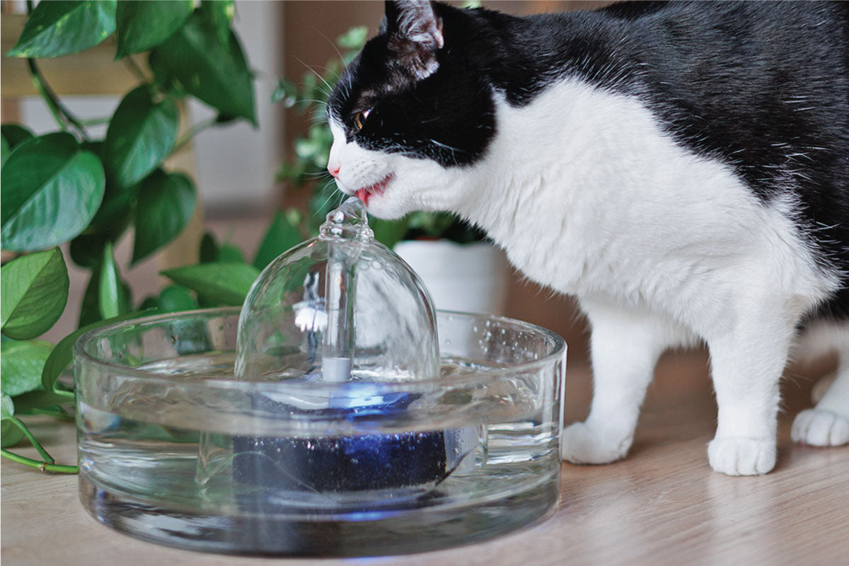 Cat drinking from a fountain
