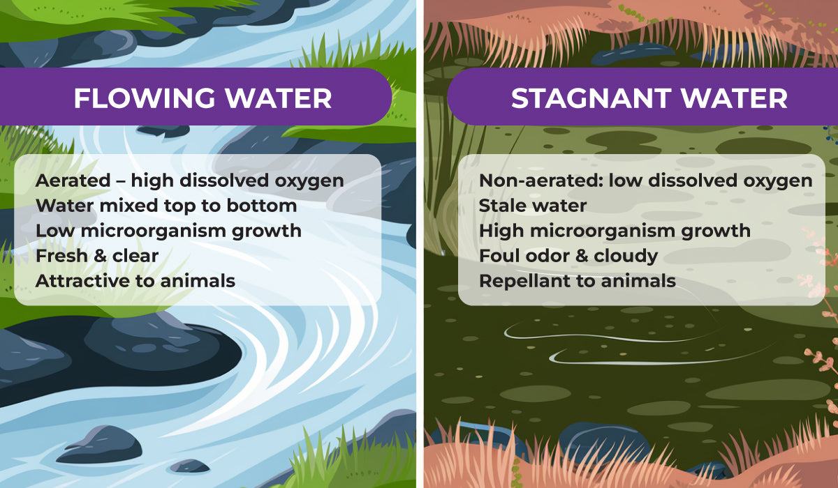 Comparison of a Flowing water vs Stagnant water