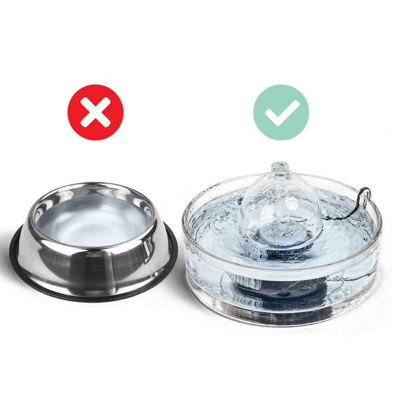 Cat fountain vs cat bowl