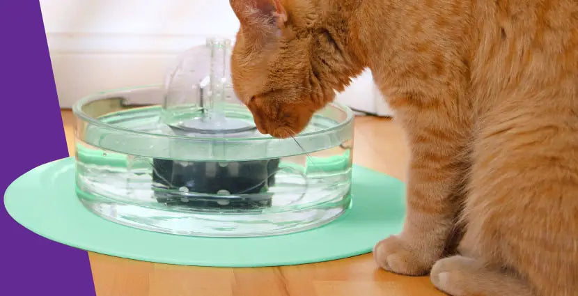 A cat drinks from a Brook fountain on a mint splash mat.