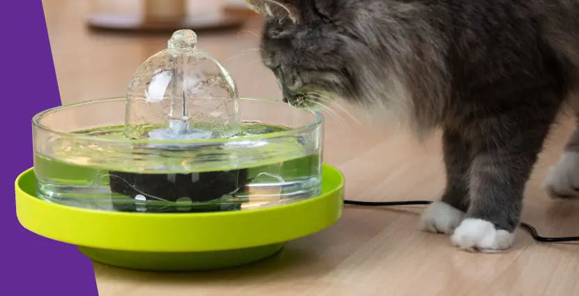 A cat drinks from a Brook fountain raised on a lime stand.