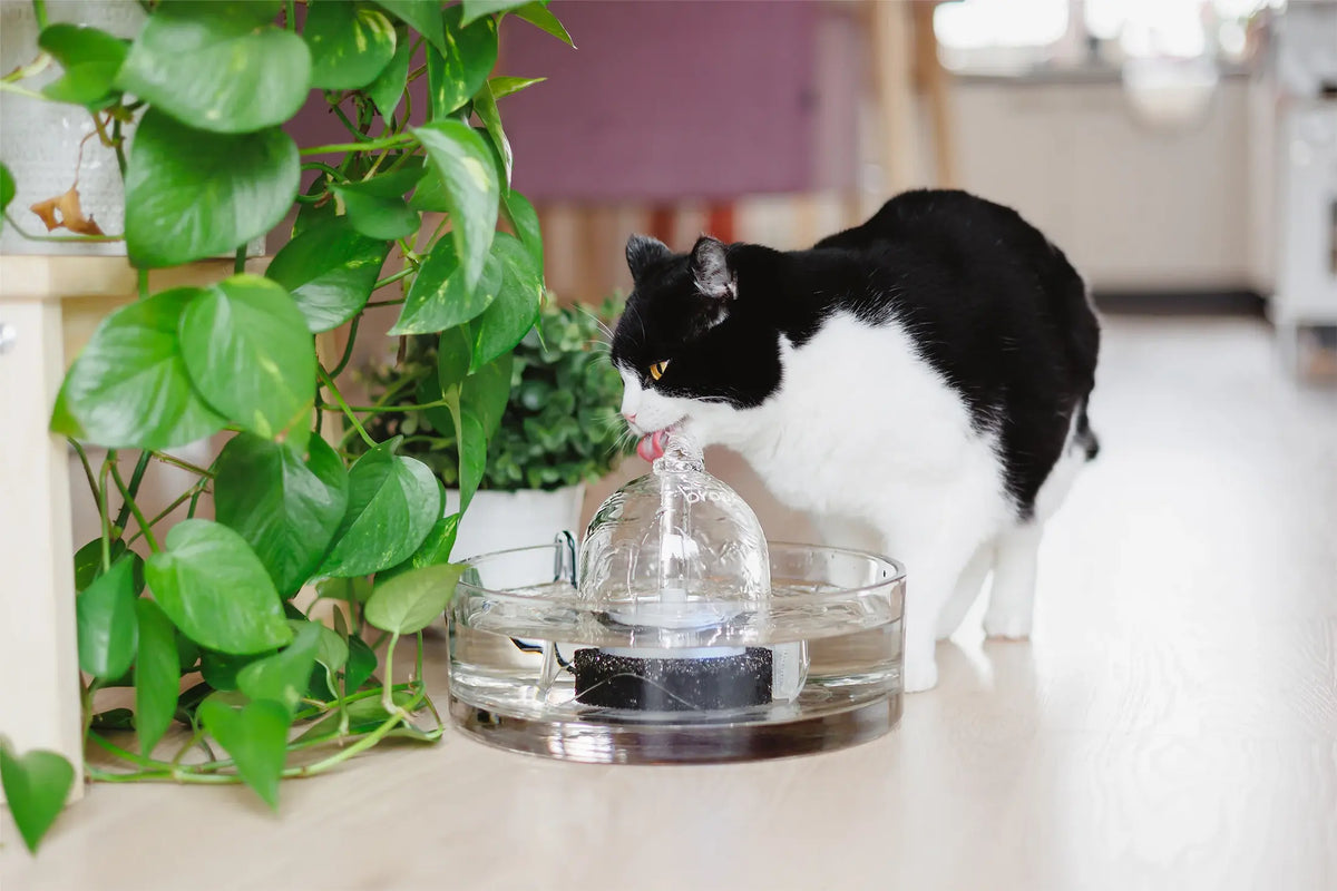 A black-and-white cat drinks from the spout of a Brook glass fountain next to a houseplant.
