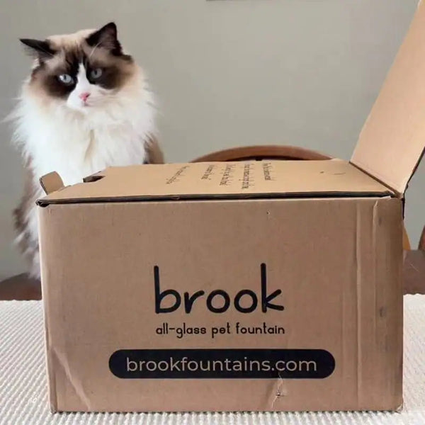 A ragdoll cat sitting behind an open Brook all-glass pet fountain box.