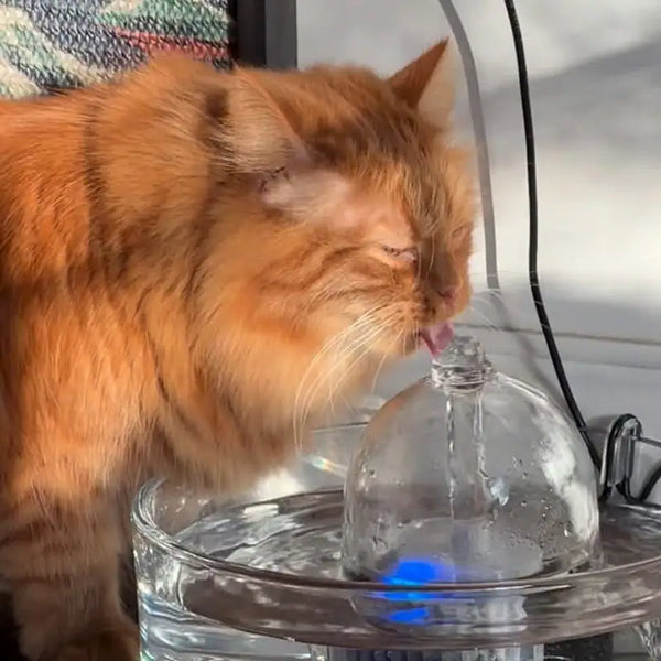 A fluffy orange cat drinking from the top of a Brook glass fountain.