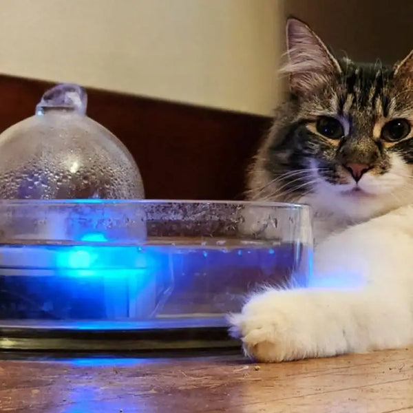 A tabby cat resting a paw beside a Brook glass fountain lit with its blue light.