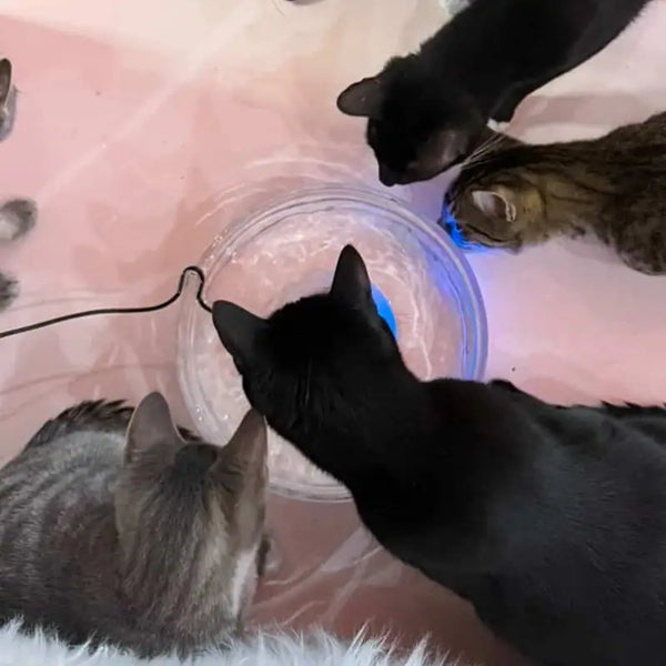 Three cats gathered around a Brook glass fountain, seen from above.