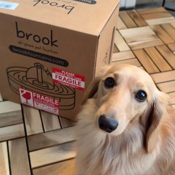 A long-haired dachshund sitting next to a Brook fountain shipping box.