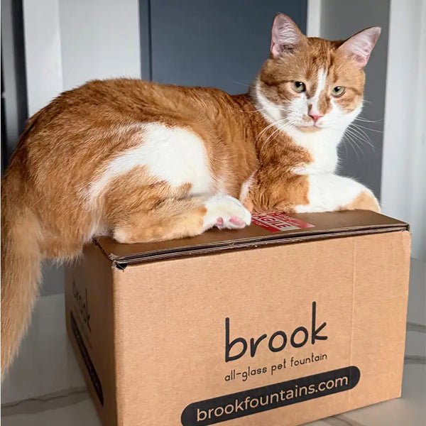 An orange and white cat lying on top of a Brook fountain box.