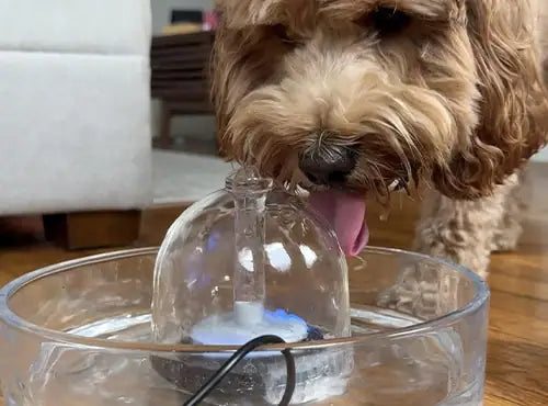 Barney the dog drinking from a Brook fountain