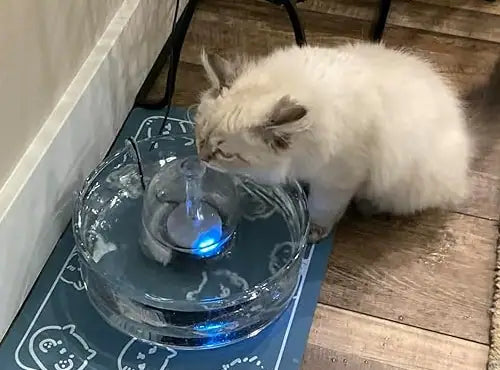 A fluffy Siberian kitten beside a Brook fountain