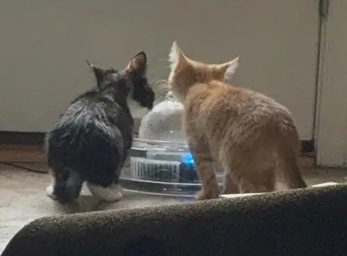 Two kittens drinking from a Brook fountain