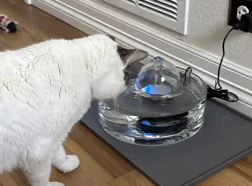 A white cat drinking from a Brook fountain