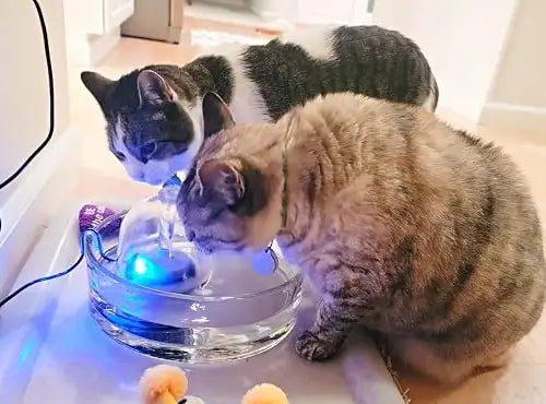 A cat drinking from a Brook fountain