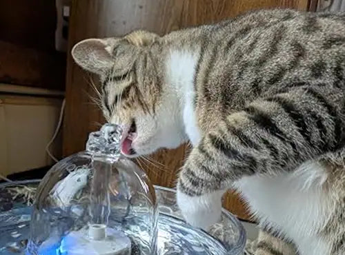 A tabby cat drinking from a Brook fountain