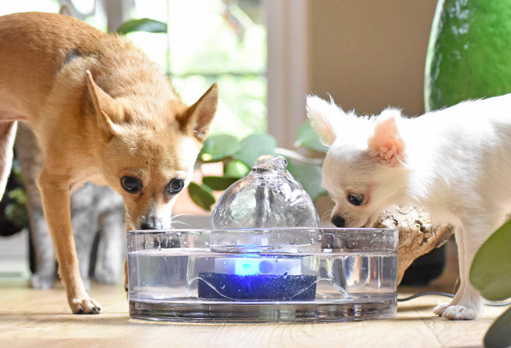 Brook glass pet fountain – reliable for peace of mind