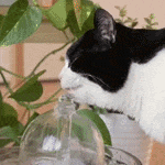 Brook All-Glass Pet Water Fountain